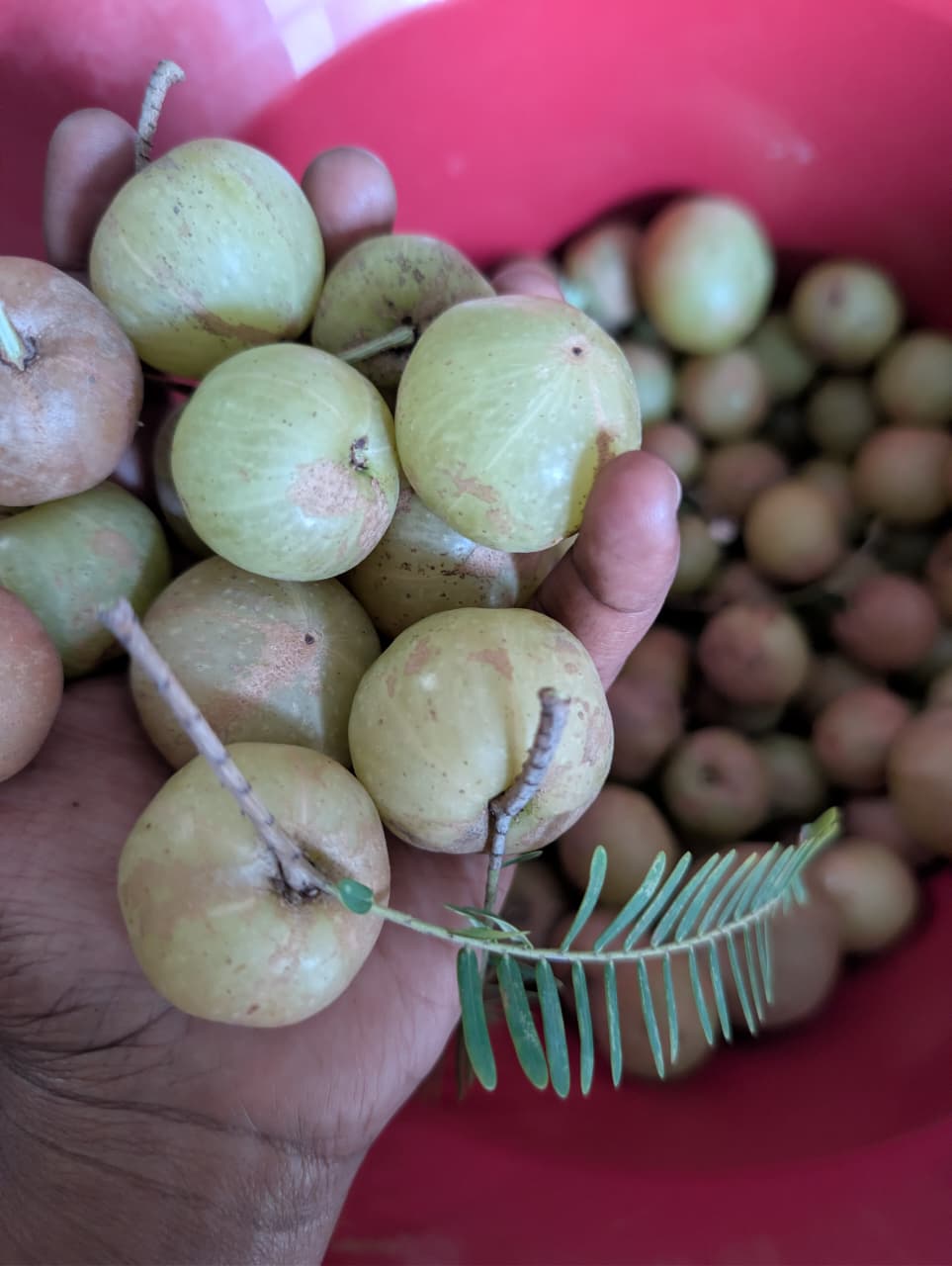 Amla