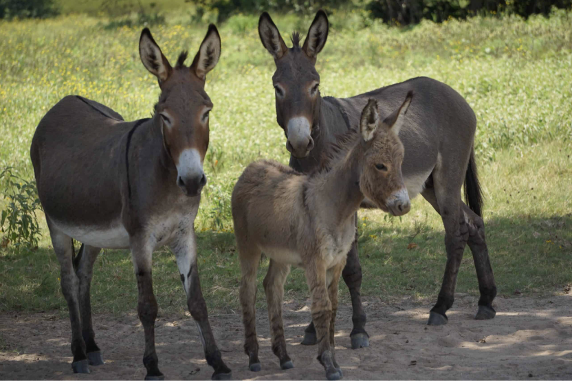 Native Donkeys