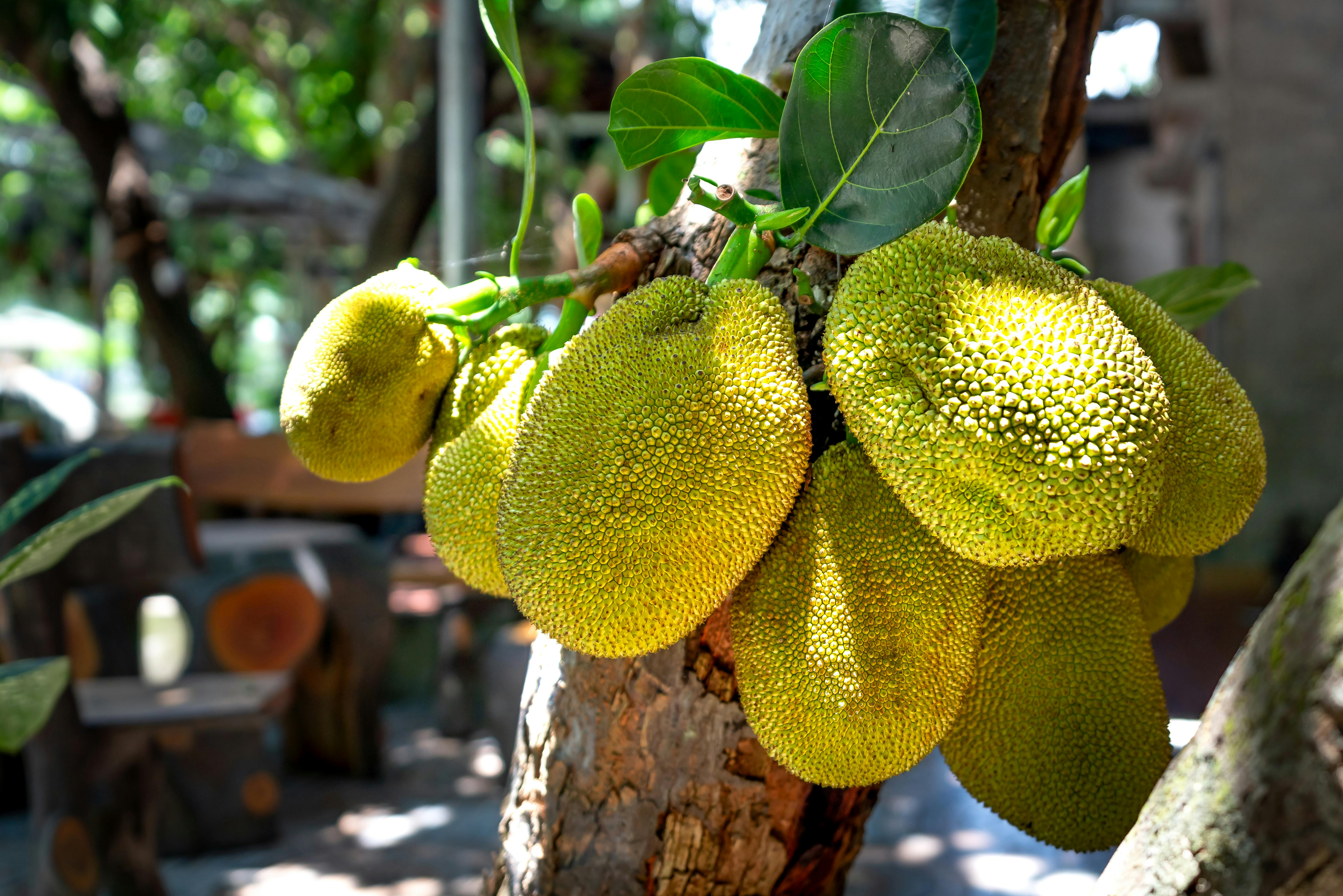 Jackfruit