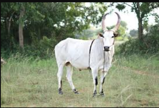 Kangeyam Cattle